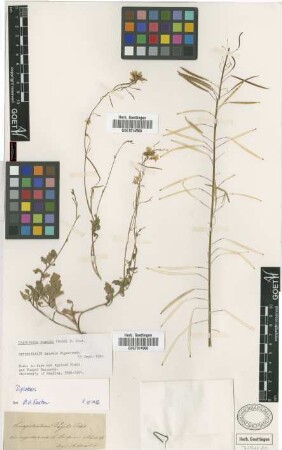 Sinapidendron vogelii Webb