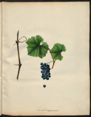 80. Le Raisin d'Espagne precoce