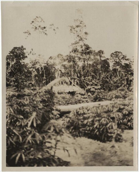 Yuracáre hut with mandioca plantation