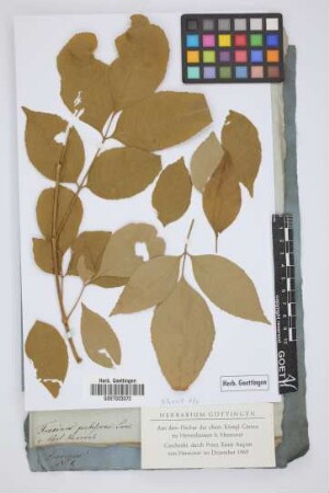 Fraxinus pubescens ovata