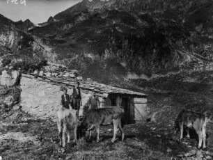 Stall : Stall an der hinteren Schachenalm mit Kühen und Jungen