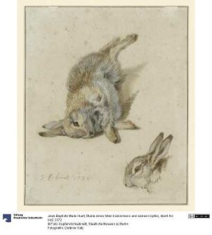 Studie eines toten Kaninchens und seines Kopfes