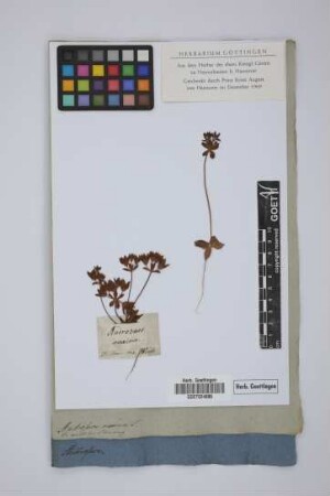 Androsace maxima L.