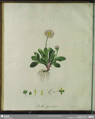 Zu Tabula VIII. Bellis Perennis. Masslieben