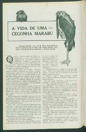 A vida de uma cegonha Marabú