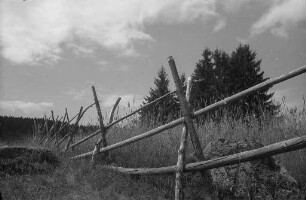 Sommer im Schwarzwald.