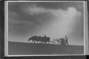 Landwirt auf dem Feld mit Kuhgespann. : Ratar na polu z kruwjacym zapřahom.