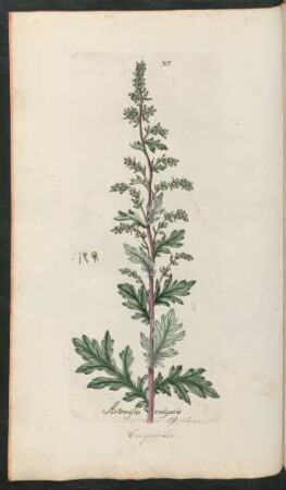 307. Artemisia vulgaris