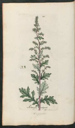307. Artemisia vulgaris