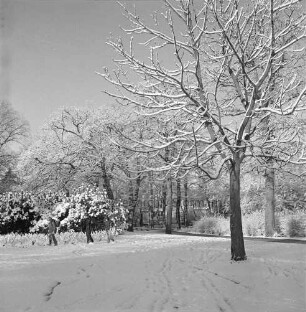 Kurpark: vorn rechts Baum: hinten links Kinder auf verschneiter Rasenfläche: dahinter Büsche und Bäume: dazwischen Wohnhäuser: Winter