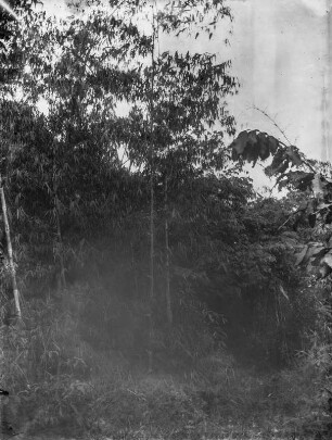 Brasilien. São João de Petrópolis. Urwaldvegetation mit Bambus