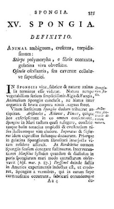 XV. Spongia