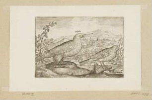 Specht und Ammer, Blatt 26 der Folge "Vögel"