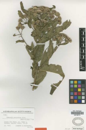 Vernonia auriculata Griseb. [type]