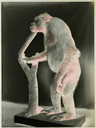 Gorilla gorilla (Savage, 1847)