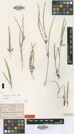 Cologania procumbens Kunth
