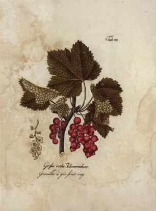 Tab. 32. Große rothe Johannisbeer [...]