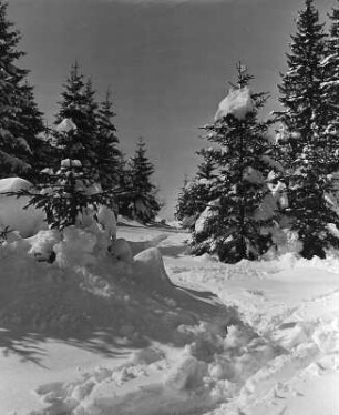 Winterbilder. Spuren im Schnee zwischen verschneiten Nadelbäumen