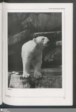Eisbär