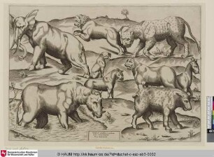 Animalium ex vetustissimis picturis Romae [Elefant, Nashorn, Löwe, Ziegenbock, Leopard, Wildschwein]
