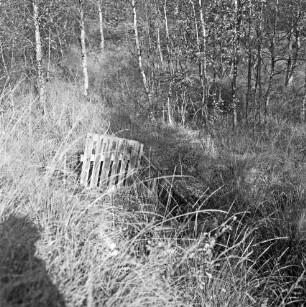 Nienwohlder Moor: Naturschutzgebiet: Renaturierung: Reste einer abgestürzten Holzlore in Vertiefung neben Hauptdamm: dahinter Sträucher und Birken