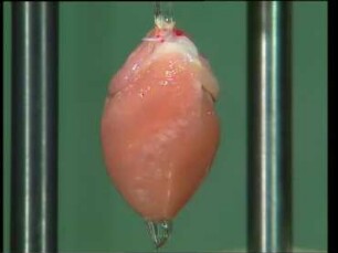 Experiments on the Isolated Heart of the Rabbit in the Langendorff-Apparatus