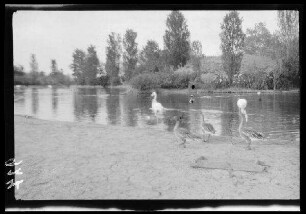 Gewässer mit Enten, Schwänen und Flamingos