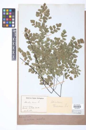 Adiantum tenerum Sw.