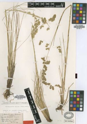 Deyeuxia elegans Wedd. [isotype]