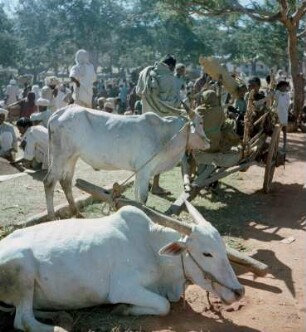 "Unterwegs". Markt, Zebus (Buckelrinder) : Indien. "Unterwegs". Markt, Zebus (Buckelrinder)