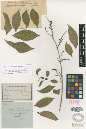 Bunchosia gracilis Nied. [type]