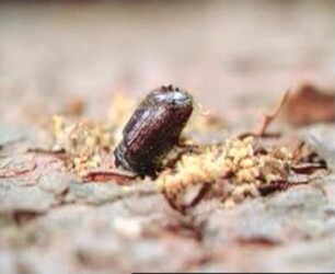 Ant Chequer Beetles