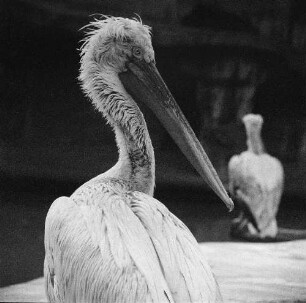 Zootiere. Pelikane im Leipziger Zoo
