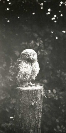 Steinkauz (Athene noctua SCOP.), auf einem Baumstamm