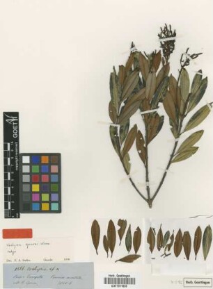 Vochysia sprucei Warm. [isotype]