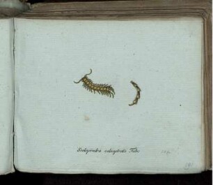 Scolopendra coleoptrata Fabr. [bis] Syrphus variabilis Mihi.