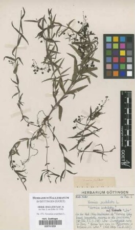 Veronica scutellata L.