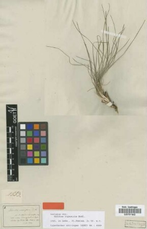 Xerotes rupestris Endl. [isotype]