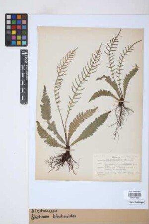 Blechnum blechnoides Keyserl.