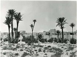 Kasbah im Dadès Tal : Palmen vor einer Kasbah im Flusstal des Dadès.