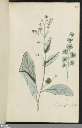 [Blatt 181-195]
