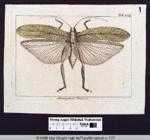 Hemiptera: Gryllus.