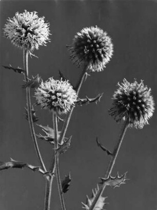 Kugeldisteln (Echinops), Pflanzengattung aus der Familie der Korbblütler (Asteraceae), Drüsenblättrige Kugeldistel (Echinops sphaerocephalus)?