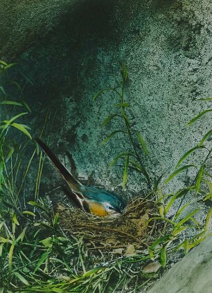 Vögel. Stelzen (Motacilla). Gebirgsbachstelze
