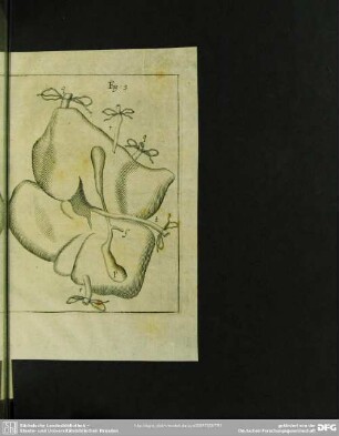 Fig. 3 [Abb. zu §. ]