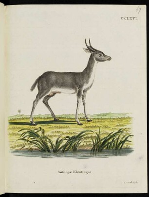 CCLXVI. Antilope Eleotragus