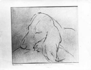 Ruhender Dachshund. Kohlezeichnung (1948; E. Richter). Dresden-Striesen, Borsbergstraße 11, Atelier der Künstlerin