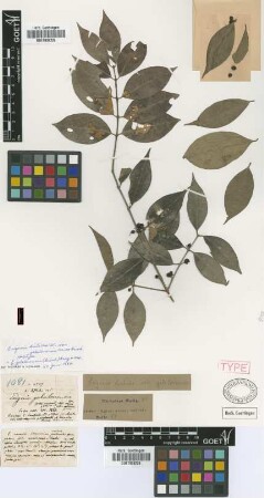 Eugenia disticha (Sw.) DC. var. C.Wright ex Griseb. galalonensis[holotype]