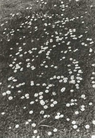 Wiese (Fettwiese) mit Maßliebchen (mehrjähriges Gänseblümchen, Bellis perennis) und Klee (Trifolium)