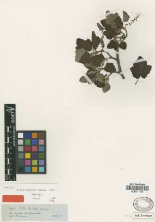 Ribes andicola Jancz. [syntype]
